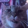 kitty_pixelz
